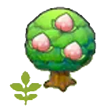 小桃桃樹