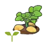 馬鈴薯苗