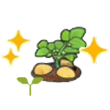 馬鈴薯苗