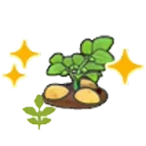 開花的馬鈴薯