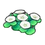 海邊的花