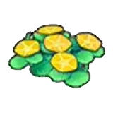 海邊的花