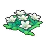 岩地的花