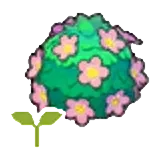 可愛花籬的苗