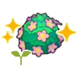 可愛花籬的苗