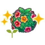 活力花籬的苗