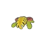 Seaweed