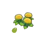 悠然的花的種子