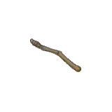 飛翼化石(右翼)