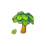 椰子樹的種子