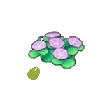 海邊的花的種子