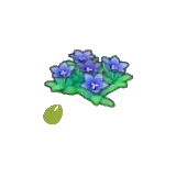 岩地的花的種子
