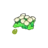 空島的花的種子