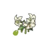 優雅的花的種子