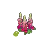 堅韌的花的種子