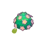 可愛花籬的種子