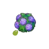 水潤花籬的種子
