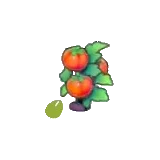 番茄的種子