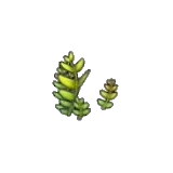 蕨類