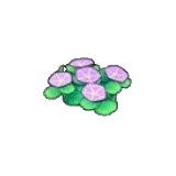 海邊的花