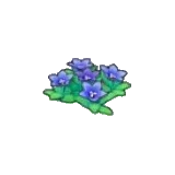 岩地的花