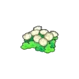 空島的花