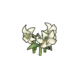 優雅的花