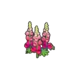 堅韌的花