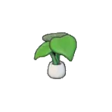 大葉子的植栽
